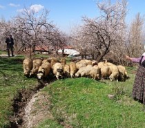 İlçemizde çiftçilere tavuk ve koyun dağıtıldı